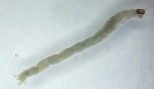  ( - DICH_BUH_02)  @11 [ ] Creative Commons-Attribution Non Commercial-Share Alike (2023) Andrei Terec Unspecified