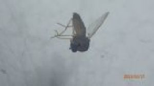  ( - DICH_SVIP_06)  @11 [ ] Creative Commons-Attribution Non Commercial-Share Alike (2022) Lujza Keresztes Unspecified
