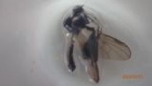  ( - DIEM_FI1a_03)  @11 [ ] Creative Commons-Attribution Non Commercial-Share Alike (2022) Lujza Keresztes Unspecified