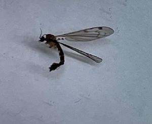  (Atypophthalmus umbratus - DILILM-ATUM-ROCJCJ-AG-01)  @11 [ ] Creative Commons-Attribution Non Commercial-Share Alike (2021) Lujza Keresztes Unspecified