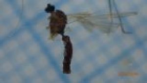  ( - DILISE_FI2_02)  @11 [ ] Creative Commons-Attribution Non Commercial-Share Alike (2022) Lujza Keresztes Unspecified