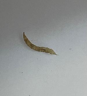  ( - DIPEXX-ROCJDP-FI2a-01)  @11 [ ] Creative Commons-Attribution Non Commercial-Share Alike (2021) Lujza Keresztes Unspecified