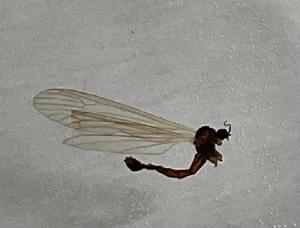  ( - DIPE-DPMI-ROCJDP-FI2c-01)  @11 [ ] Creative Commons-Attribution Non Commercial-Share Alike (2021) Lujza Keresztes Unspecified