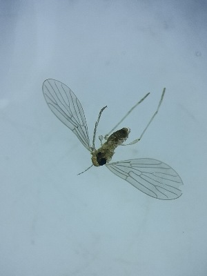  ( - DIPS-SYXX-ROCJFI-MR-01)  @11 [ ] Creative Commons-Attribution Non Commercial-Share Alike (2021) Lujza Keresztes Unspecified