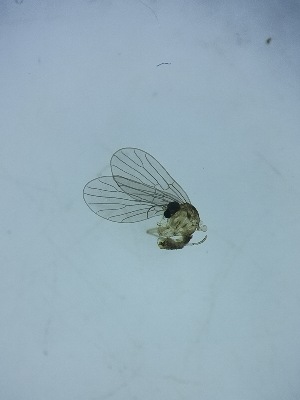  (Sycorax slovacus - DIPS-SYXX-ROCJFI-MR-02)  @11 [ ] Creative Commons-Attribution Non Commercial-Share Alike (2021) Lujza Keresztes Unspecified