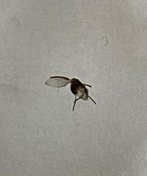  ( - DIPS-XX-ROCJCJ-CL-01)  @11 [ ] Creative Commons-Attribution Non Commercial-Share Alike (2024) Lujza Keresztes Unspecified