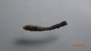  ( - DISI_SC4_02)  @11 [ ] Creative Commons-Attribution Non Commercial-Share Alike (2022) Lujza Keresztes Unspecified