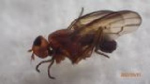  ( - DISOS_FI2d_01)  @11 [ ] Creative Commons-Attribution Non Commercial-Share Alike (2022) Lujza Keresztes Unspecified