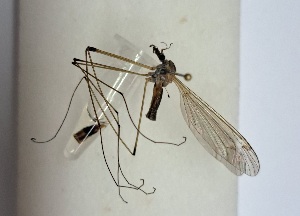  (Tipula selene - DITI-TLU-F-01)  @11 [ ] Creative Commons-Attribution Non Commercial-Share Alike (2021) Lujza Keresztes Unspecified