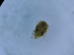  ( - HY-TO-SC3-01)  @11 [ ] Creative Commons-Attribution Non Commercial-Share Alike (2022) Cîmpean Mirela Unspecified