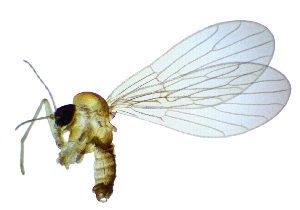  ( - DIPS-SYXX-ROCJFI-MR-02)  @11 [ ] CreativeCommons - Attribution Share-Alike (2025) Unspecified Babes-Bolyai University, Department of Taxonomy and Ecology