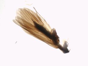  (Rhyacophila orghidani - TRRHOR-VB1-05)  @11 [ ] Creative Commons-Attribution Non Commercial-Share Alike (2021) Lujza Keresztes Unspecified