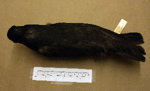  (Haematopus fuliginosus - MKP 236)  @13 [ ] CreativeCommons - Attribution (2010) Erika Tavares Royal Ontario Museum