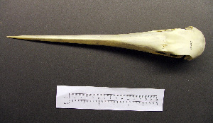  (Ephippiorhynchus - 1B-3249)  @12 [ ] CreativeCommons - Attribution (2010) Erika Tavares Royal Ontario Museum