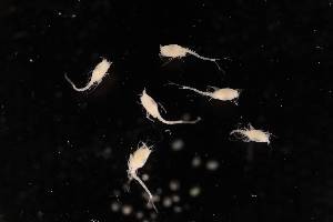  (Cumella - 7063.1B)  @11 [ ] by-nc-nd (2025) Sarah Gerken University of Alaska Anchorage