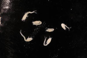  ( - 7202.3A)  @11 [ ] by-nc-nd (2025) Sarah Gerken University of Alaska Anchorage