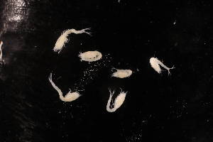  ( - 7202.3B)  @11 [ ] by-nc-nd (2025) Sarah Gerken University of Alaska Anchorage