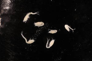  ( - 7202.3F)  @11 [ ] by-nc-nd (2025) Sarah Gerken University of Alaska Anchorage