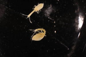  (Diastylis anderssoni - 8042.1A)  @11 [ ] by-nc-nd (2025) Sarah Gerken University of Alaska Anchorage