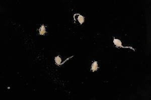  ( - 8075.1A)  @11 [ ] by-nc-nd (2025) Sarah Gerken University of Alaska Anchorage