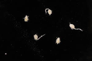  ( - 8075.1B)  @11 [ ] by-nc-nd (2025) Sarah Gerken University of Alaska Anchorage