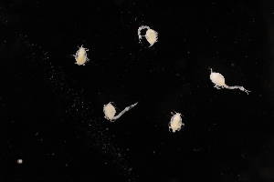  ( - 8075.1C)  @11 [ ] by-nc-nd (2025) Sarah Gerken University of Alaska Anchorage