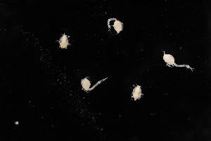  ( - 8075.1D)  @11 [ ] by-nc-nd (2025) Sarah Gerken University of Alaska Anchorage