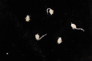  ( - 8075.1E)  @11 [ ] by-nc-nd (2025) Sarah Gerken University of Alaska Anchorage