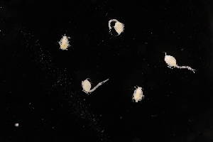  ( - 8075.1F)  @11 [ ] by-nc-nd (2025) Sarah Gerken University of Alaska Anchorage