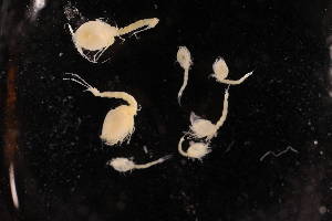  ( - 8075.1H)  @11 [ ] by-nc-nd (2025) Sarah Gerken University of Alaska Anchorage