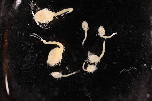  ( - 8075.1J)  @11 [ ] by-nc-nd (2025) Sarah Gerken University of Alaska Anchorage