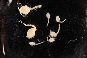  ( - 8075.1K)  @11 [ ] by-nc-nd (2025) Sarah Gerken University of Alaska Anchorage