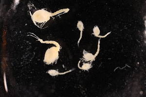  ( - 8075.1L)  @11 [ ] by-nc-nd (2025) Sarah Gerken University of Alaska Anchorage