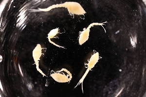  ( - 8097.3A)  @11 [ ] by-nc-nd (2025) Sarah Gerken University of Alaska Anchorage