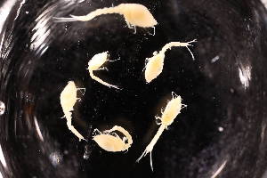  ( - 8097.3B)  @11 [ ] by-nc-nd (2025) Sarah Gerken University of Alaska Anchorage