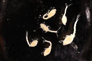  ( - 8097.3G)  @11 [ ] by-nc-nd (2025) Sarah Gerken University of Alaska Anchorage