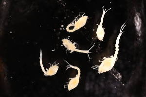  ( - 8097.3H)  @11 [ ] by-nc-nd (2025) Sarah Gerken University of Alaska Anchorage