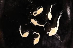  ( - 8097.3J)  @11 [ ] by-nc-nd (2025) Sarah Gerken University of Alaska Anchorage