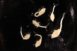  ( - 8097.3L)  @11 [ ] by-nc-nd (2025) Sarah Gerken University of Alaska Anchorage