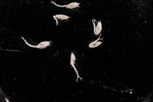  (Leucon antarcticus - 8132.1F)  @11 [ ] by-nc-nd (2025) Sarah Gerken University of Alaska Anchorage