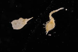  ( - 8154.1A)  @11 [ ] by-nc-nd (2025) Sarah Gerken University of Alaska Anchorage