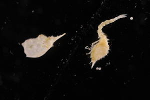  ( - 8154.1B)  @11 [ ] by-nc-nd (2025) Sarah Gerken University of Alaska Anchorage