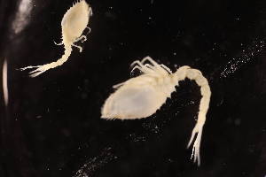  ( - 8222.1A)  @11 [ ] by-nc-nd (2025) Sarah Gerken University of Alaska Anchorage