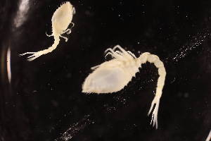  ( - 8222.1B)  @11 [ ] by-nc-nd (2025) Sarah Gerken University of Alaska Anchorage