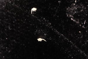  (Nannastacidae 1-2 - BDT-0606.A)  @11 [ ] by-nc-nd (2025) Sarah Gerken University of Alaska Anchorage