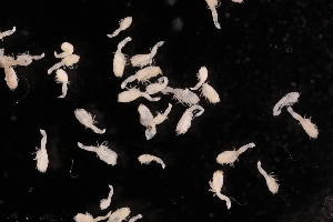  (Humesiana - BDT-0768.A)  @11 [ ] by-nc-nd (2025) Sarah Gerken University of Alaska Anchorage