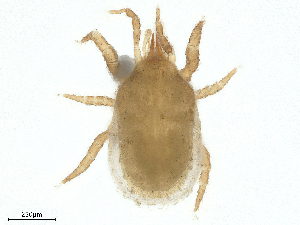  ( - BIOUG35636-B11)  @11 [ ] CreativeCommons - Attribution Share - Alike (2025) CBG Photography Group Centre for Biodiversity Genomics