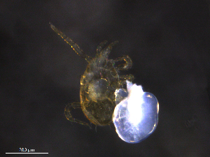 ( - BIOUG35645-H03)  @11 [ ] CreativeCommons - Attribution (2019) CBG Photography Group Centre for Biodiversity Genomics