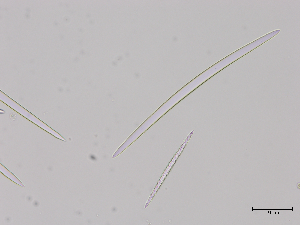  (Spongilla - 20240724-1)  @11 [ ] Unspecified (default): All Rights Reserved  Unspecified Unspecified