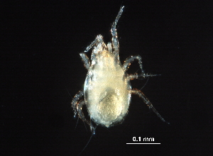  (Chelaseius sp. JCS01 - BIOUG26106-H11)  @13 [ ] CreativeCommons - Attribution (2016) CBG Photography Group Centre for Biodiversity Genomics